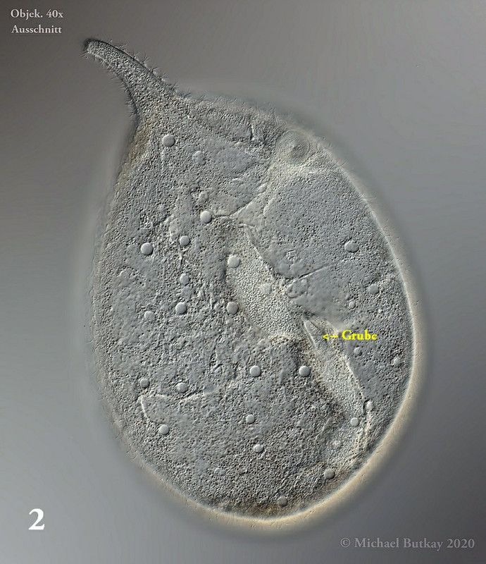 02_trachelius ovum_i4a3324_17-04-2020b