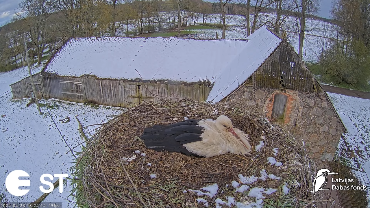 Baltie stārķi (Ciconia ciconia) Tukuma novadā - LDF tiešraide __ White storks in Tukums, Latvia 10-3