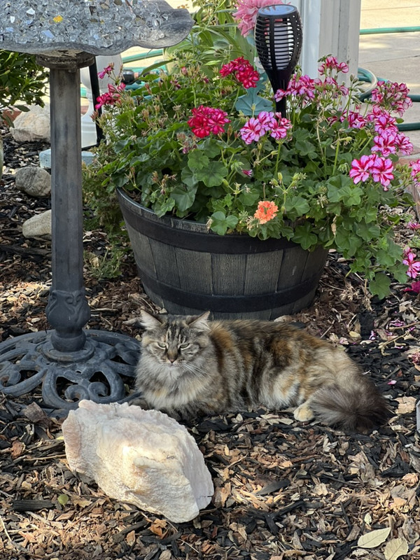 316EF889-A910-4B2F-8738-F1F1158BFA4A_1_105_c