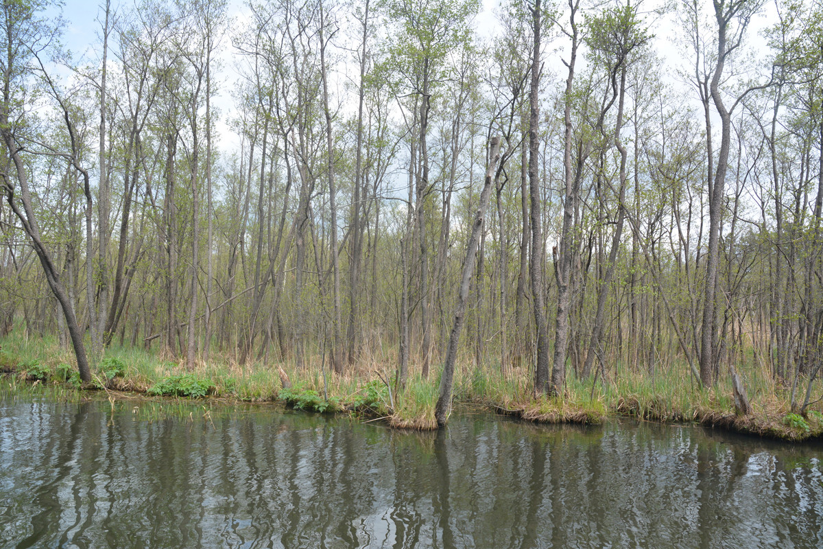 11.19 - DSC_6130 (Ater)