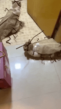 https://i.postimg.cc/1zmMy40K/cat-roach.gif
