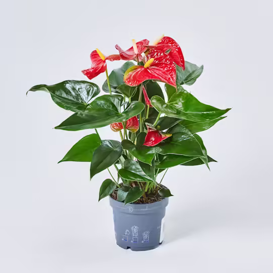 Anthurium