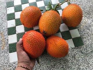 20800330_10209060570822696_8210234443290276095_n