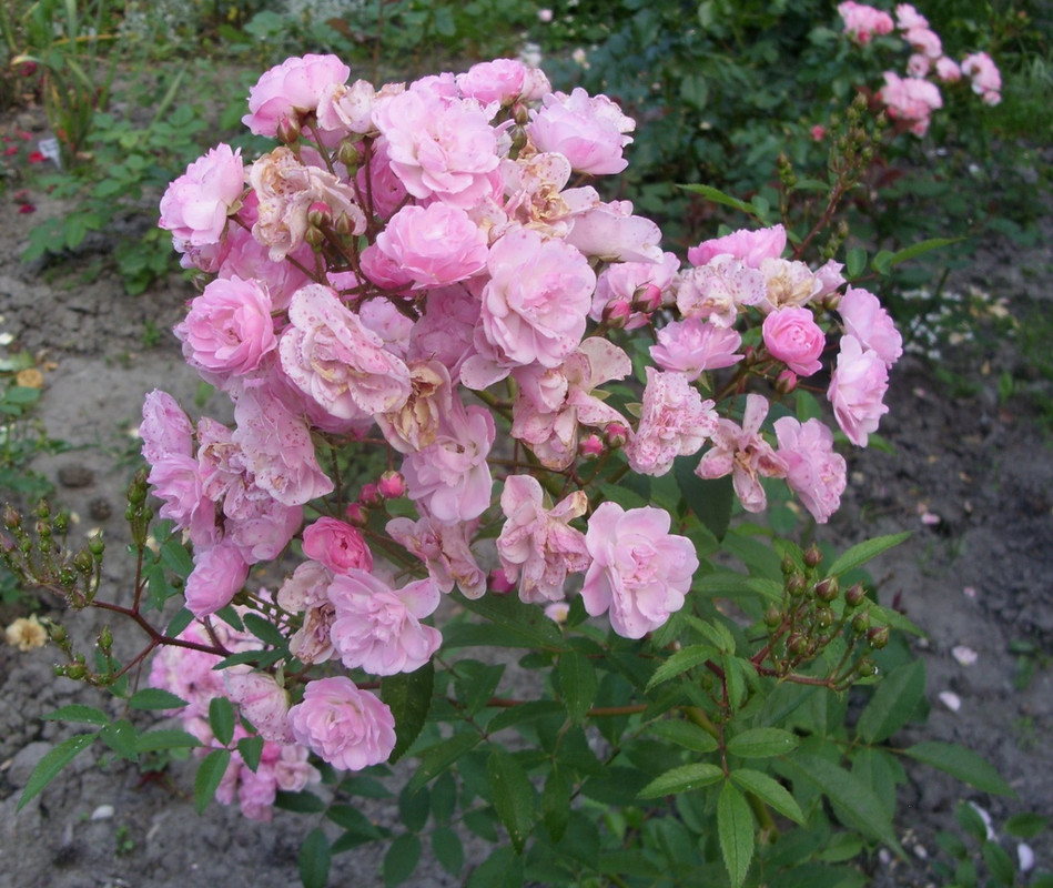 SDC11681