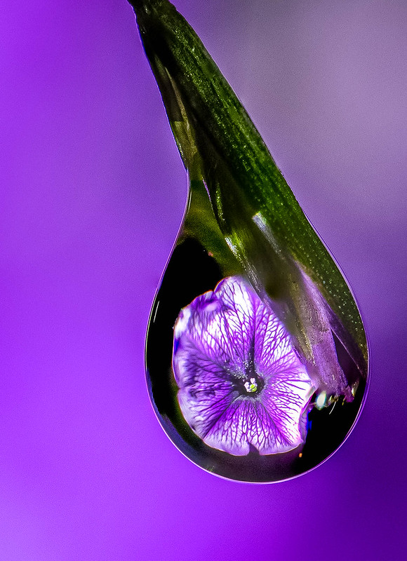 purple-water-droplet.jpg