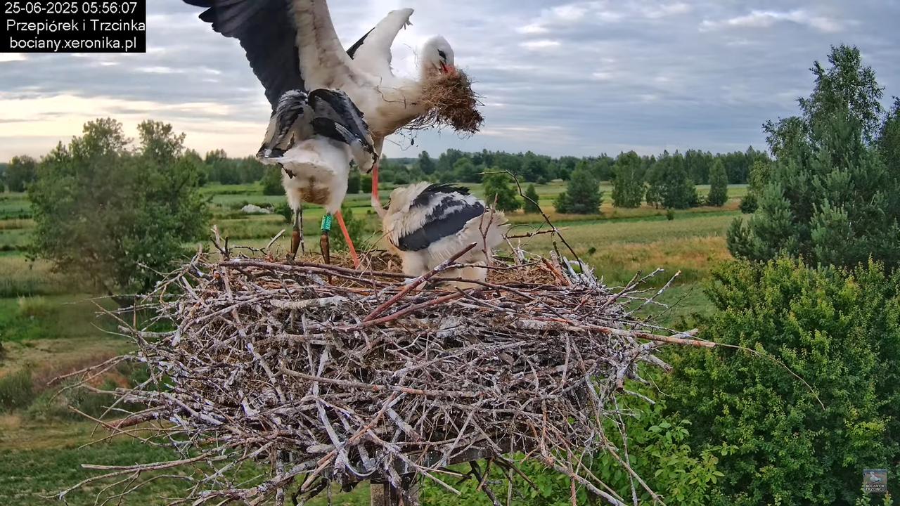 25062025bociany14