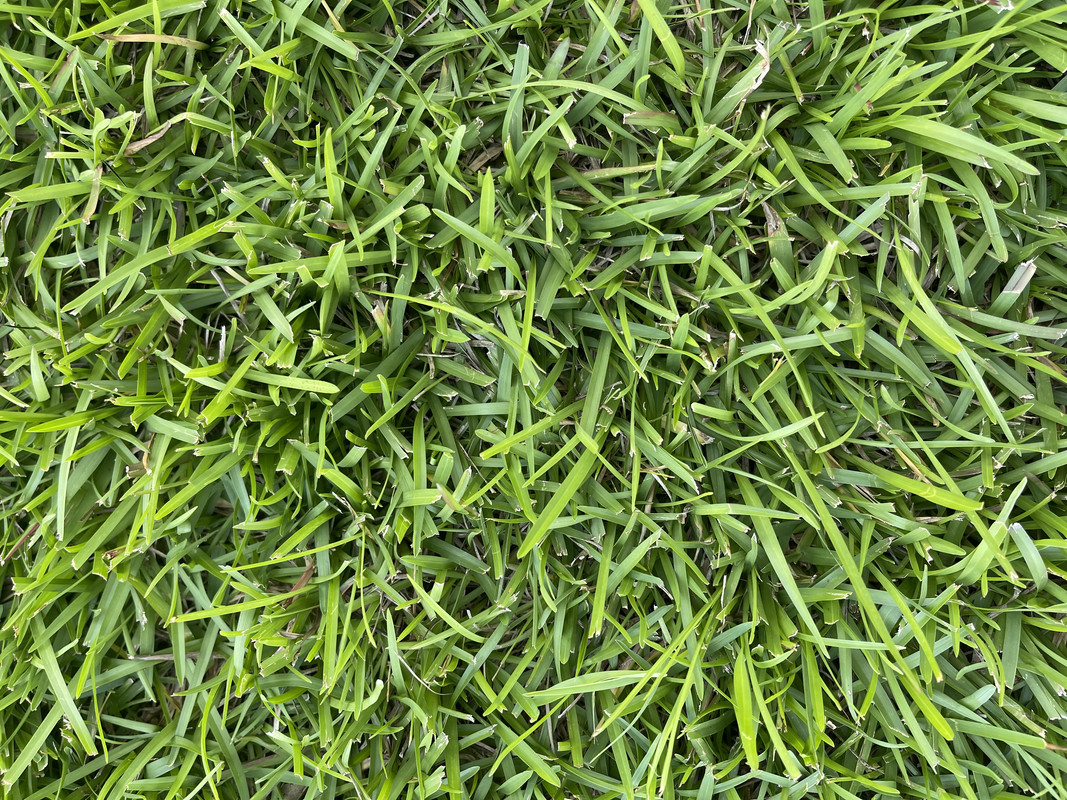 What type of grass do I have? Home & Garden