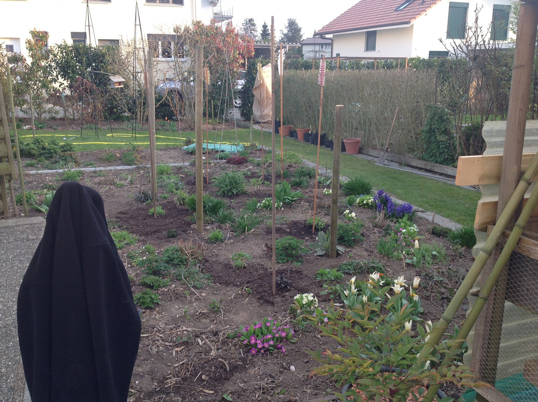 Die Phlox's umpflanzen 1.04.16 (6)