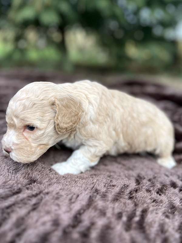 Lagotto Romagnolo female puppy for sale – Ideal Dale Enigma – 27 days old – photo 1