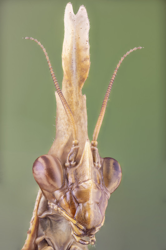 Empusa pennata (Thunberg, 1815)5