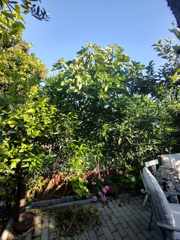 IMG_20230709_082247247_HDR