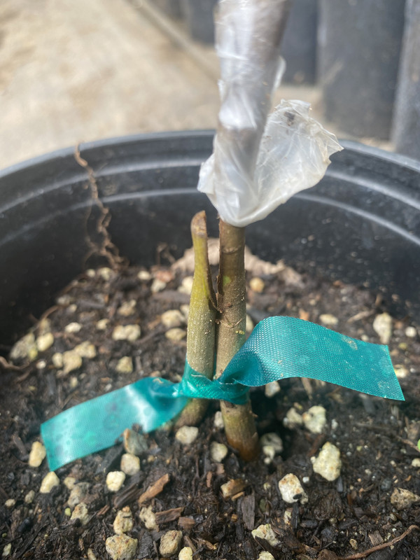 4B1E6219-ABFC-441C-BBE3-894F0772528A