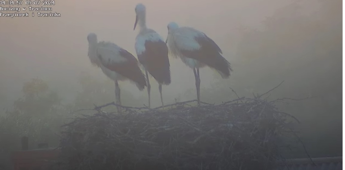 wstalnowydzienwmejduszymelancholia