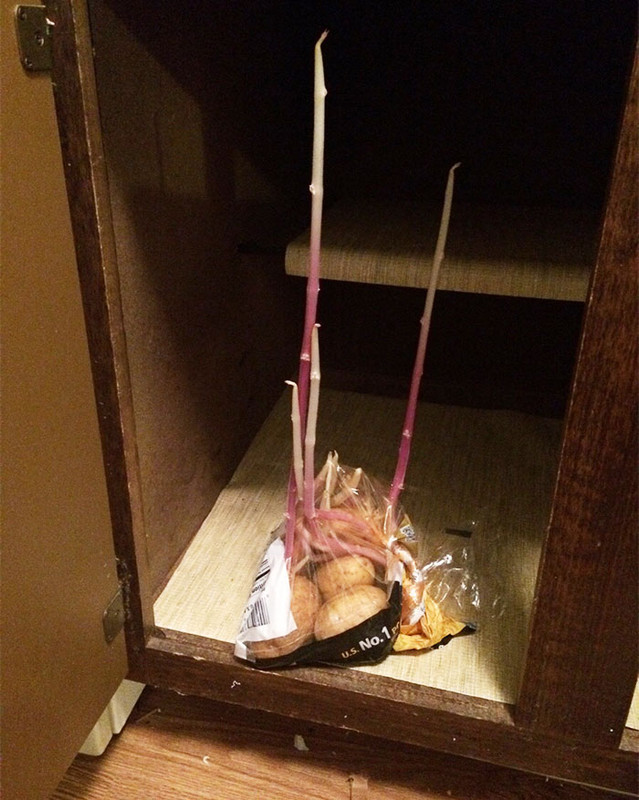 17 ужасающих фотографий, которые показывают, что происходит, когда фрукты и овощи начинают рано прорастать