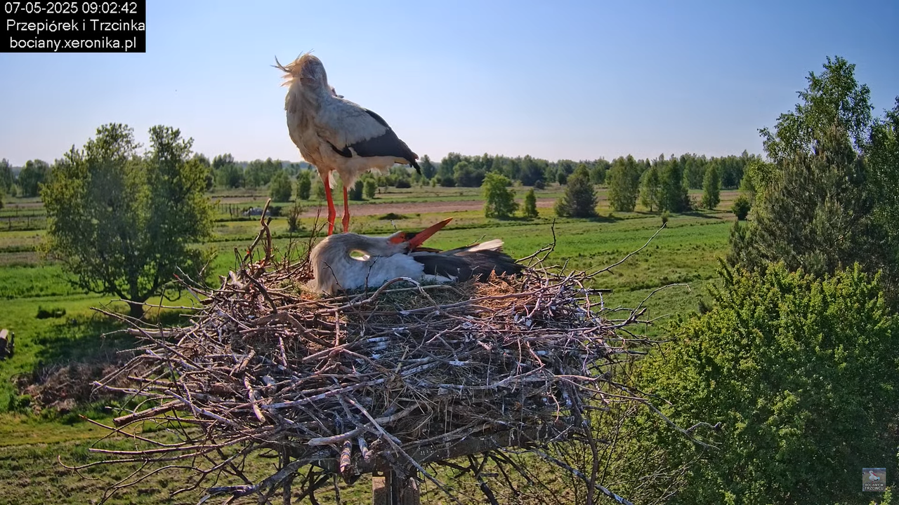 07052025bociany9