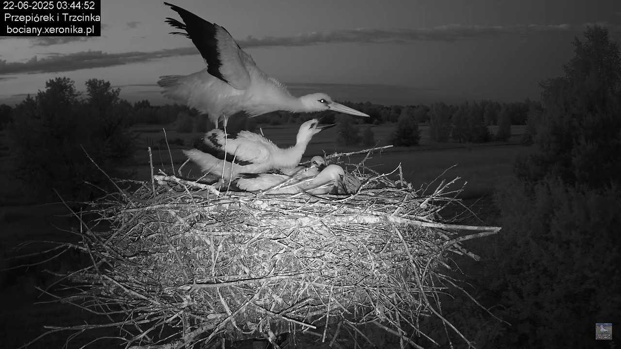 22062025bociany2