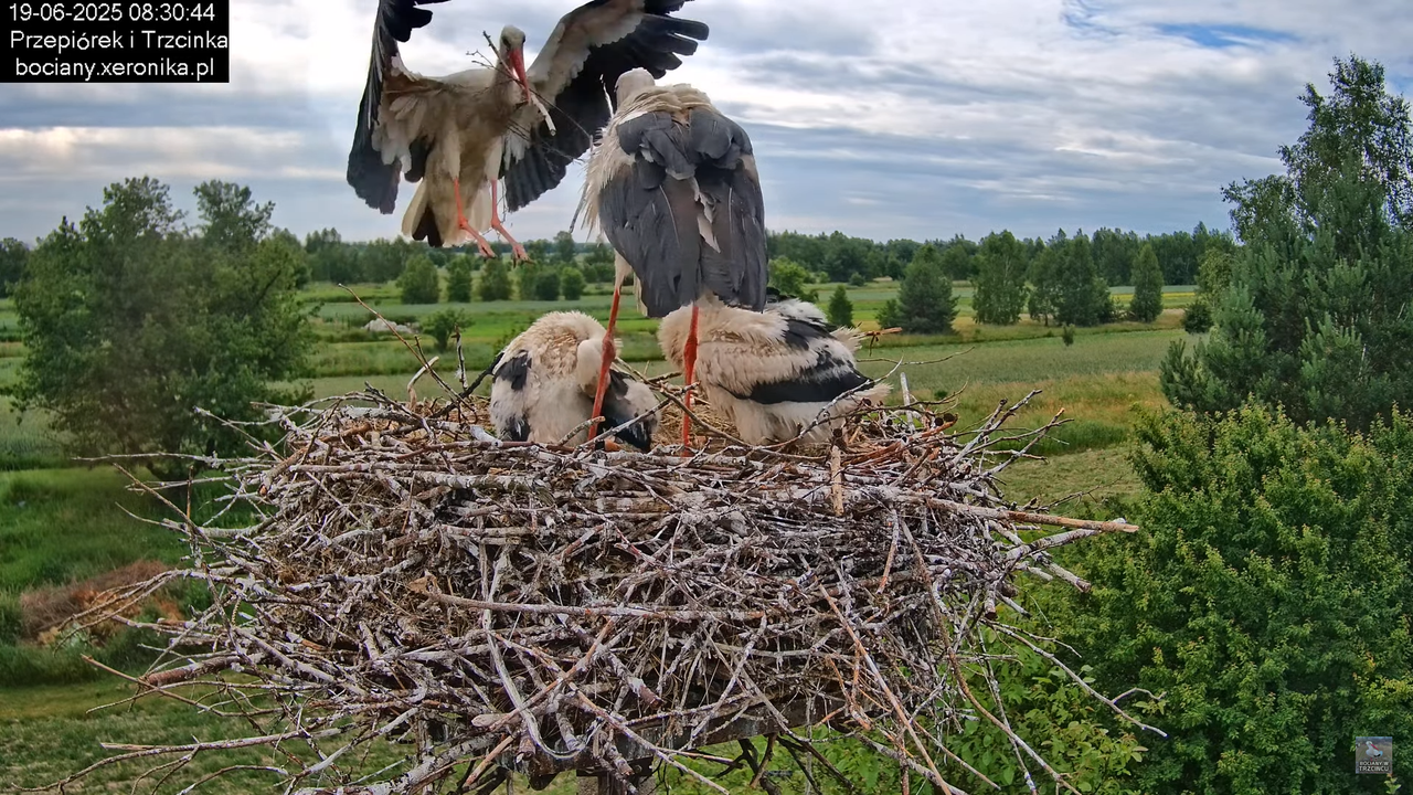 19062025bociany22