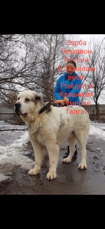 Screenshot_20211018_025557_com.whatsapp.w4b