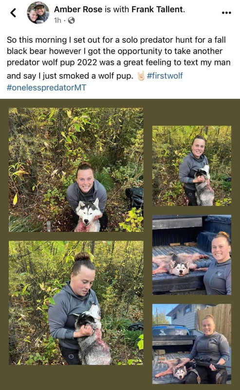 amber-rose-husky-murder