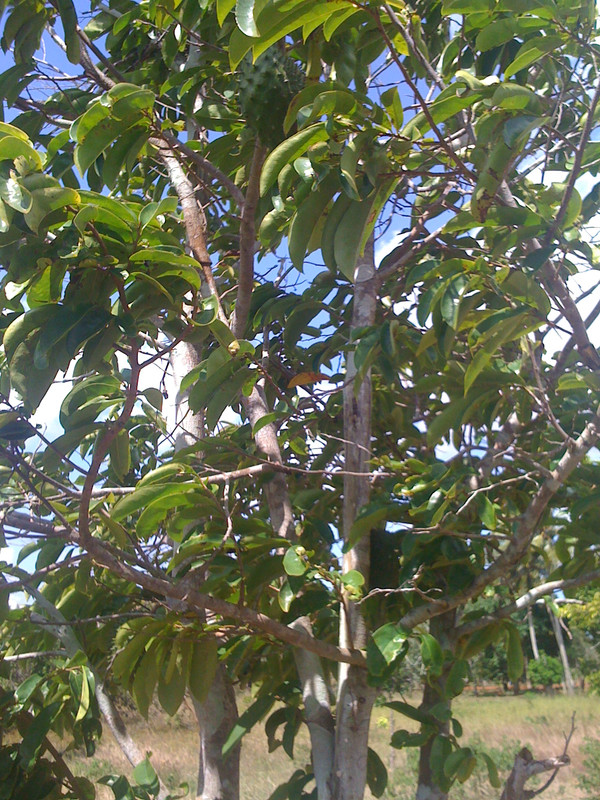 mombasa2012 031
