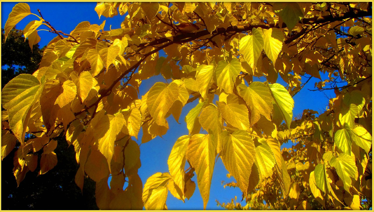 yellowleaves.jpg
