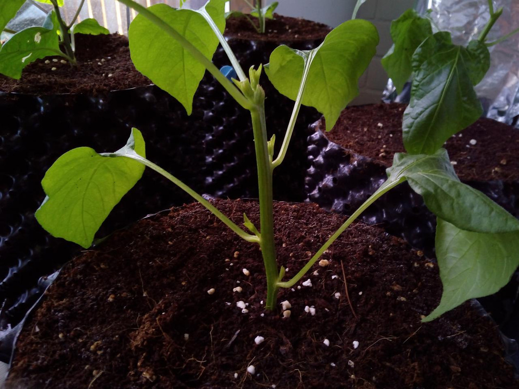 IMG_20180415_171650[1]