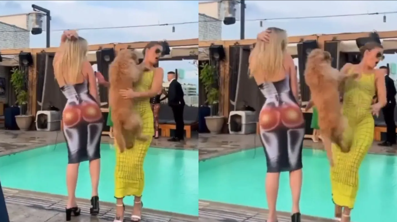 Perrito se hace viral por lanzar a mujer a una piscina