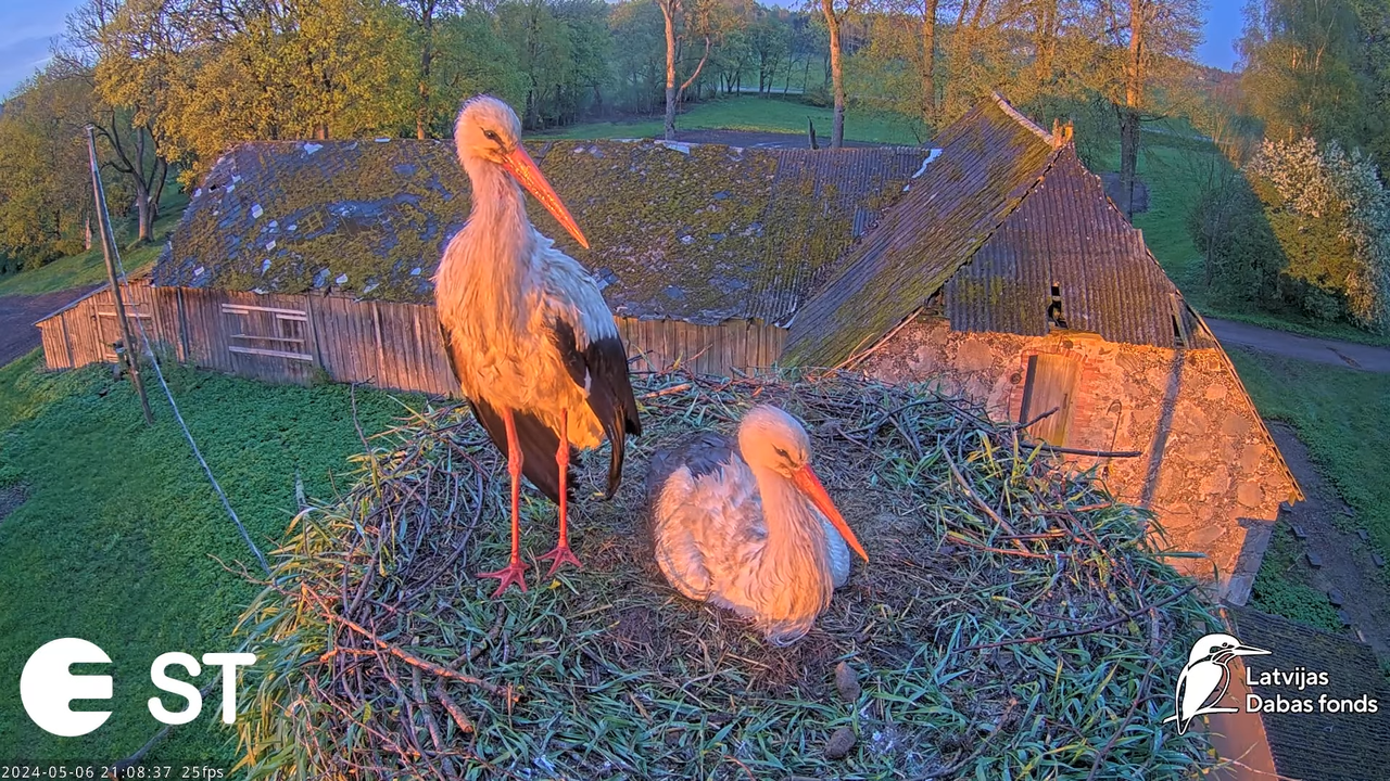 Baltie stārķi (Ciconia ciconia) Tukuma novadā - LDF tiešraide __ White storks in Tukums, Latvia 12-3