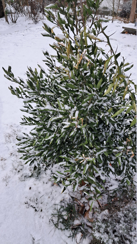 Yuzmelo 11 ungeschützt 20260106 112923