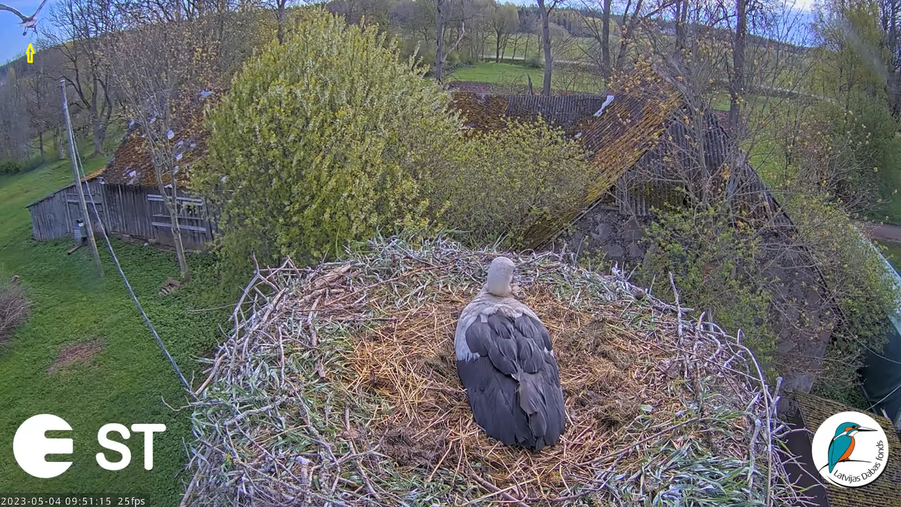 Baltie stārķi (Ciconia ciconia) Tukuma novadā - LDF tiešraide __ White storks in Tukums, Latvia 11-2