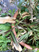 IMG-5755.jpg