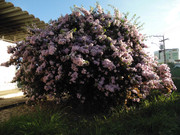 59.1.that one pink tree at the skate park I