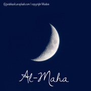 Al-maha stable avatar