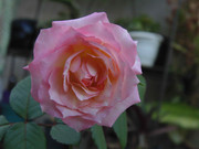 2.1.pinky and rosy I