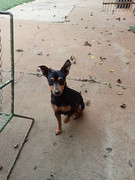 I-Peanut-Almendro