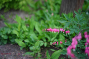 DSC00426