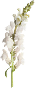 Winter-White-Elements-135