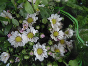 27.19.flower fair XIX