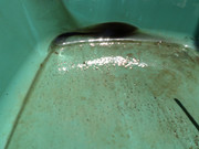SAM-1125.jpg