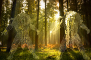 invisible-predators-sunny-forest.jpg