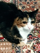 Calliope-Kurgan