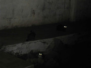 19.1.alley cats I