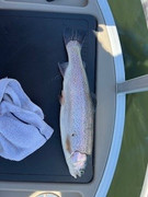 [Image: fish-3.jpg]