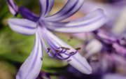 Agapanthus praecox (Common Agapanthus) - JPB_4576