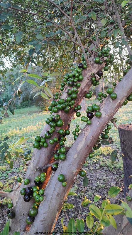 Huertasurbanas_com-6.jpeg-20231001_201759Jaboticaba-Corrientes