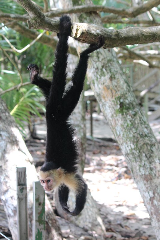 DE TORTUGAS Y PEREZOSOS. COSTA RICA 2019 - Blogs de Costa Rica - DIA 14: PARQUE DE MANUEL ANTONIO (26)