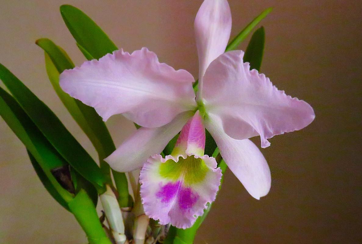 гаскелианаапрель2022