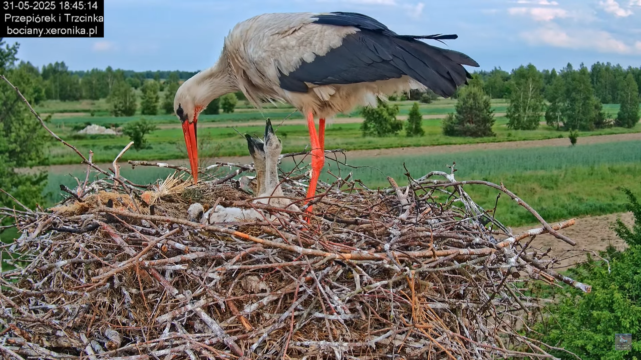 31052025bociany24