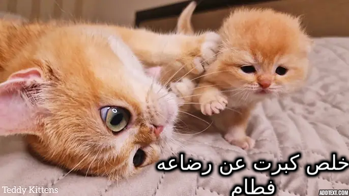 ���� ���� ������ �� ���� ������