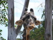 Giraffe-Sad